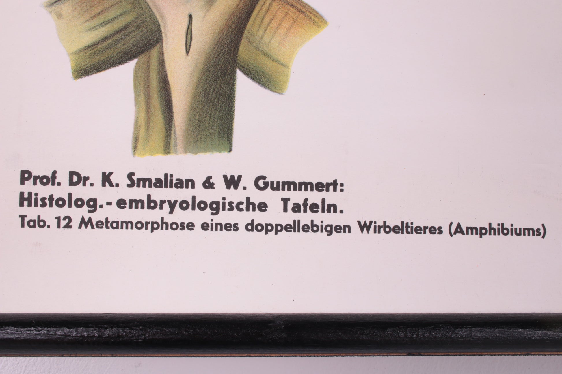 Biologische wand schoolkaart W.Gummert kikker vintage 60s detail foto tekst