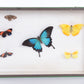 Zeldzame Opgezette vlinders in een box,1960 Engeland