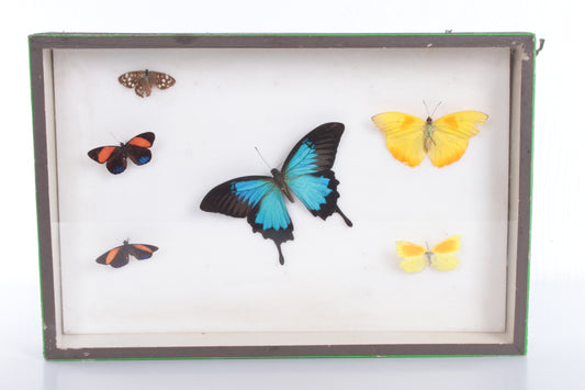 Zeldzame Opgezette vlinders in een box,1960 Engeland