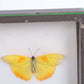Rare mounted butterflies in a box,1960 England