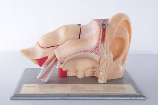Vintage model Anatomical Ear