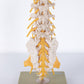 Old doctors school model lower back spine
