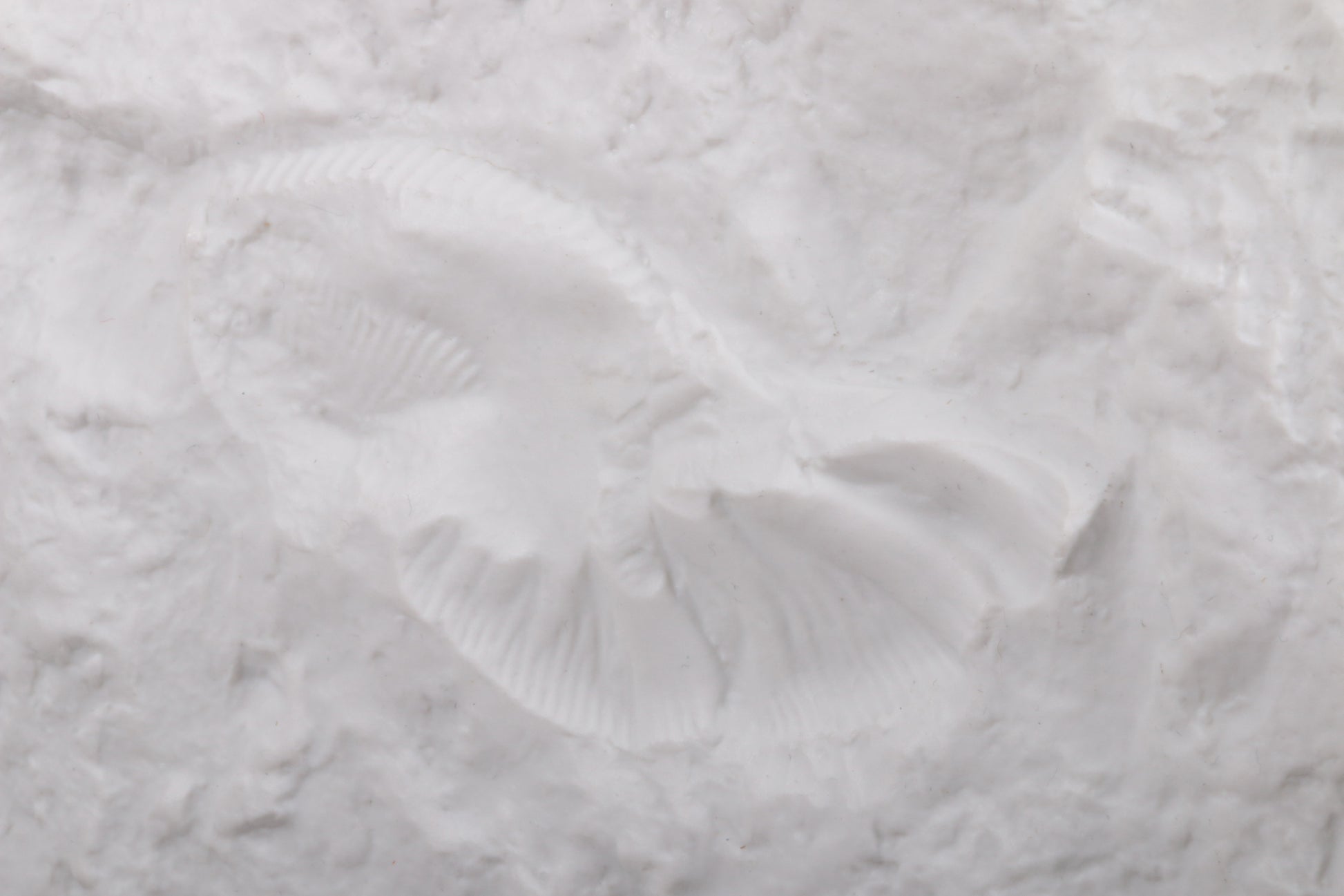 Grote AK Kaiser porseleinen vaas, witte ammoniet schelp fossiel patroon.