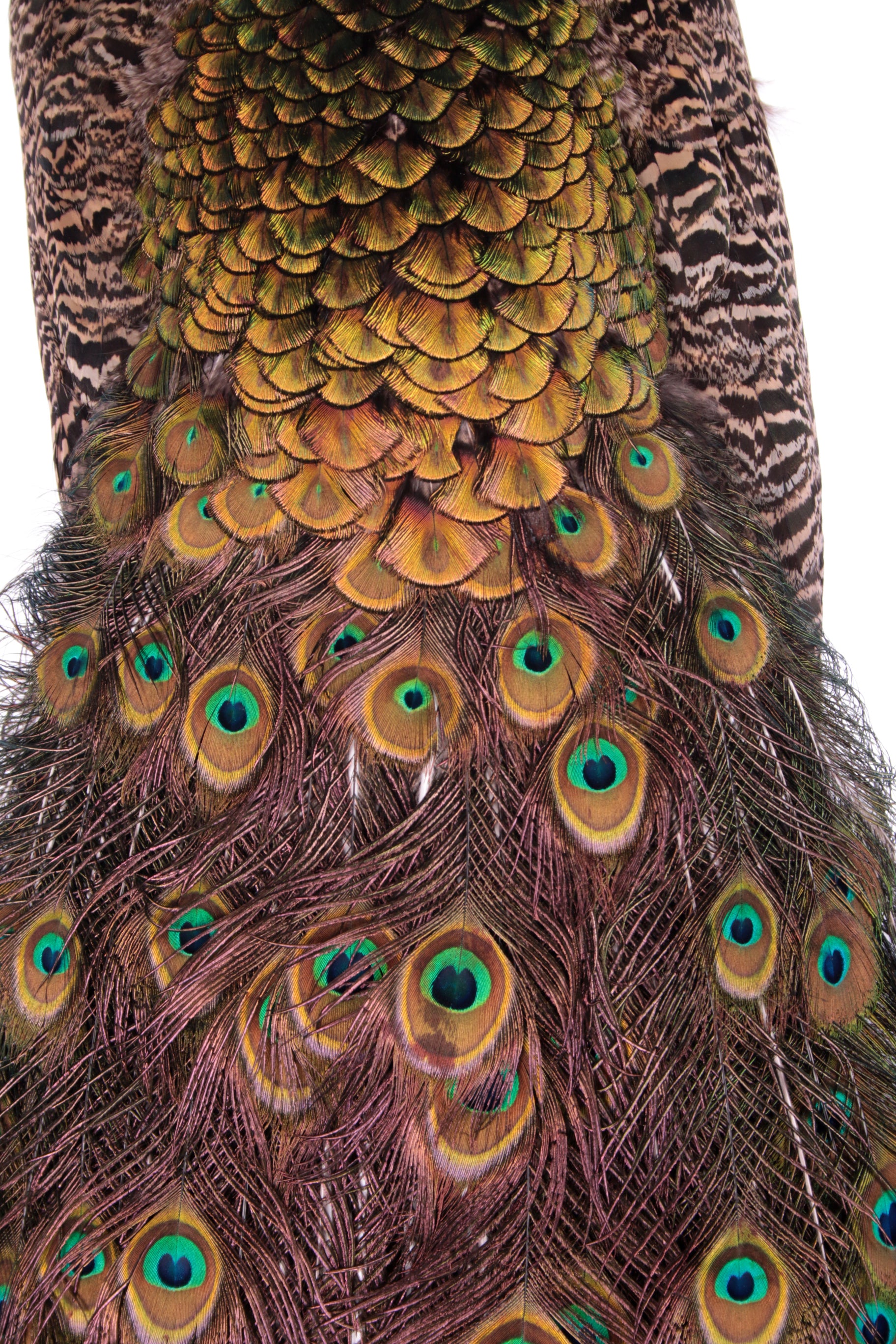 Prachtige Sierlijke Opgezette Blauwe pauw close-up veren staart