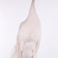 Mooie Sierlijke Opgezette witte pauw lijf voorkant