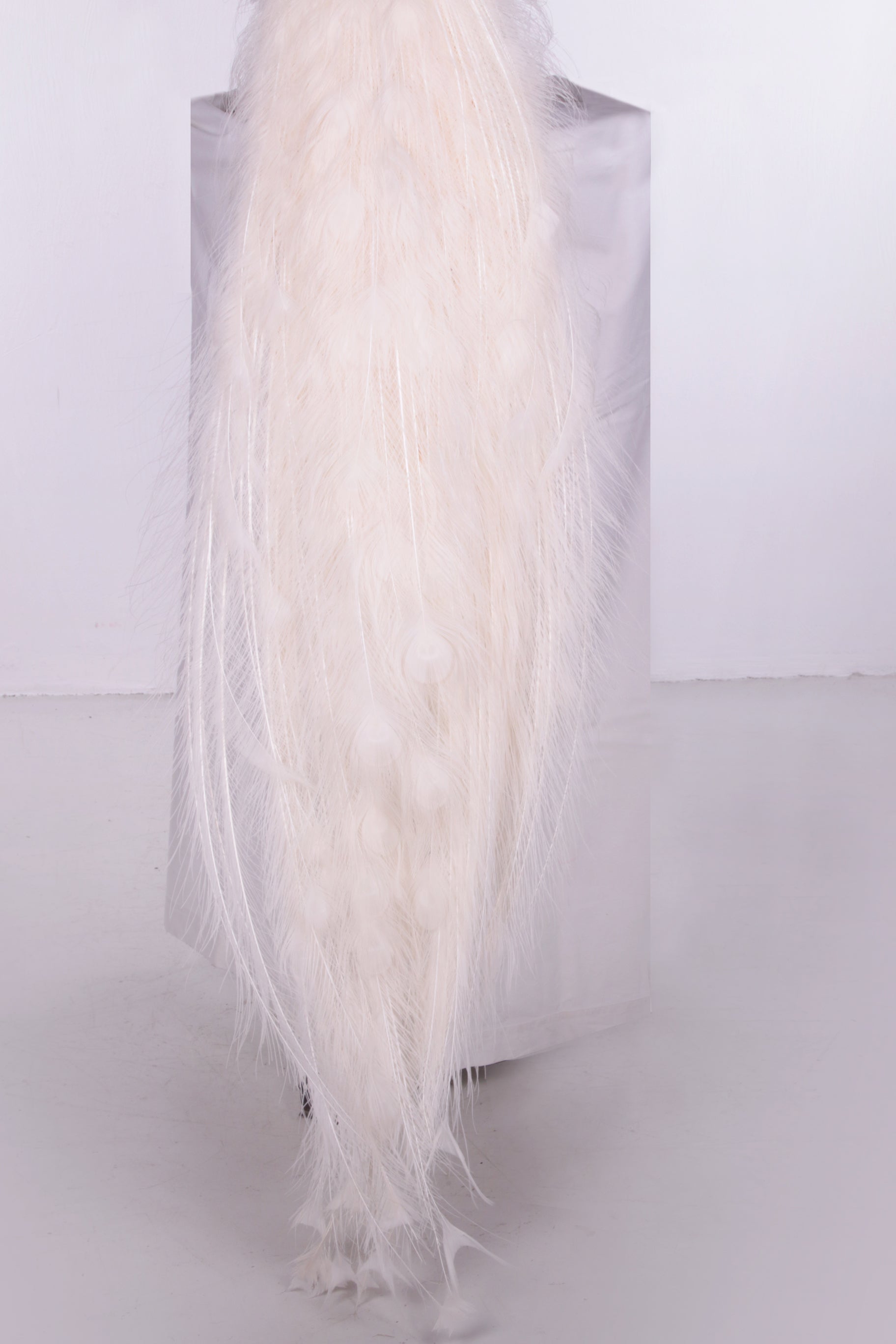 Mooie Sierlijke Opgezette witte pauw staart alleen