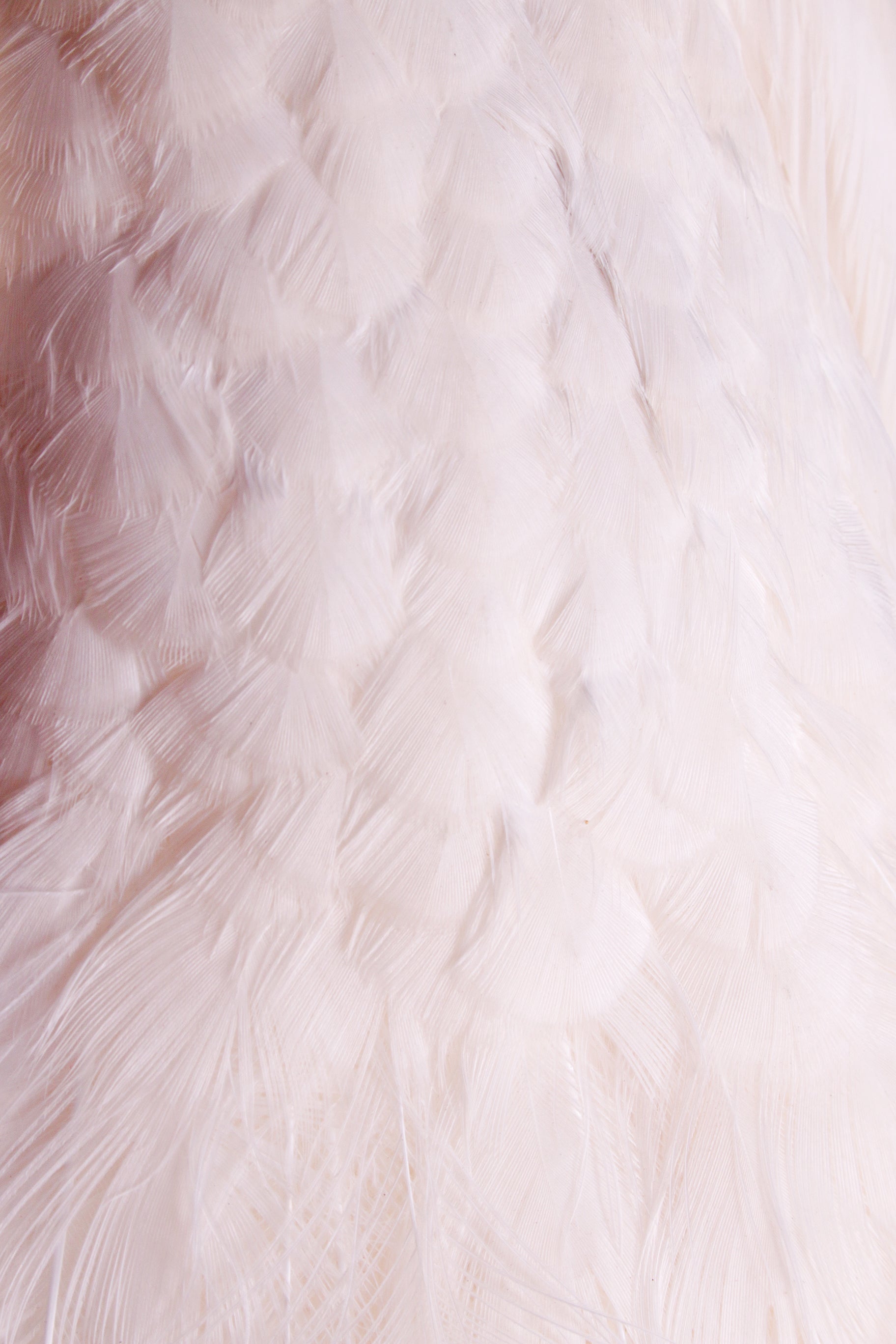 Mooie Sierlijke Opgezette witte pauw close-up veren rug
