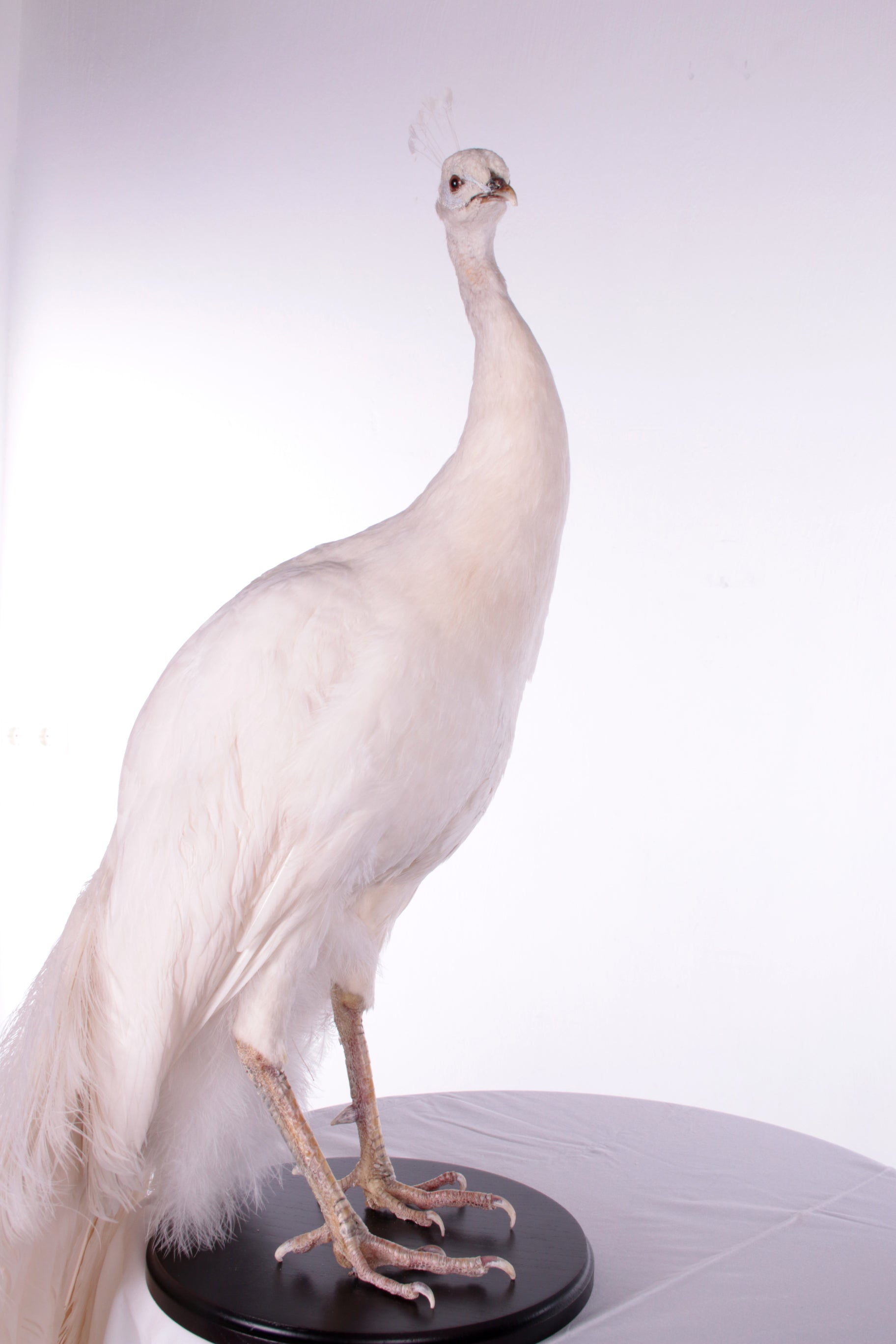 Mooie Sierlijke Opgezette witte pauw lijf zonder staart