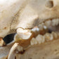 Everzwijn Schedel gebit keiler detail tanden zijkant