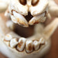 Everzwijn Schedel gebit keiler detail tanden voorkant
