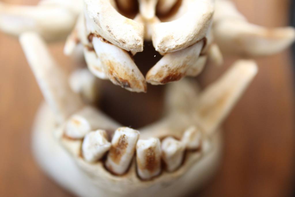 Everzwijn Schedel gebit keiler detail tanden voorkant