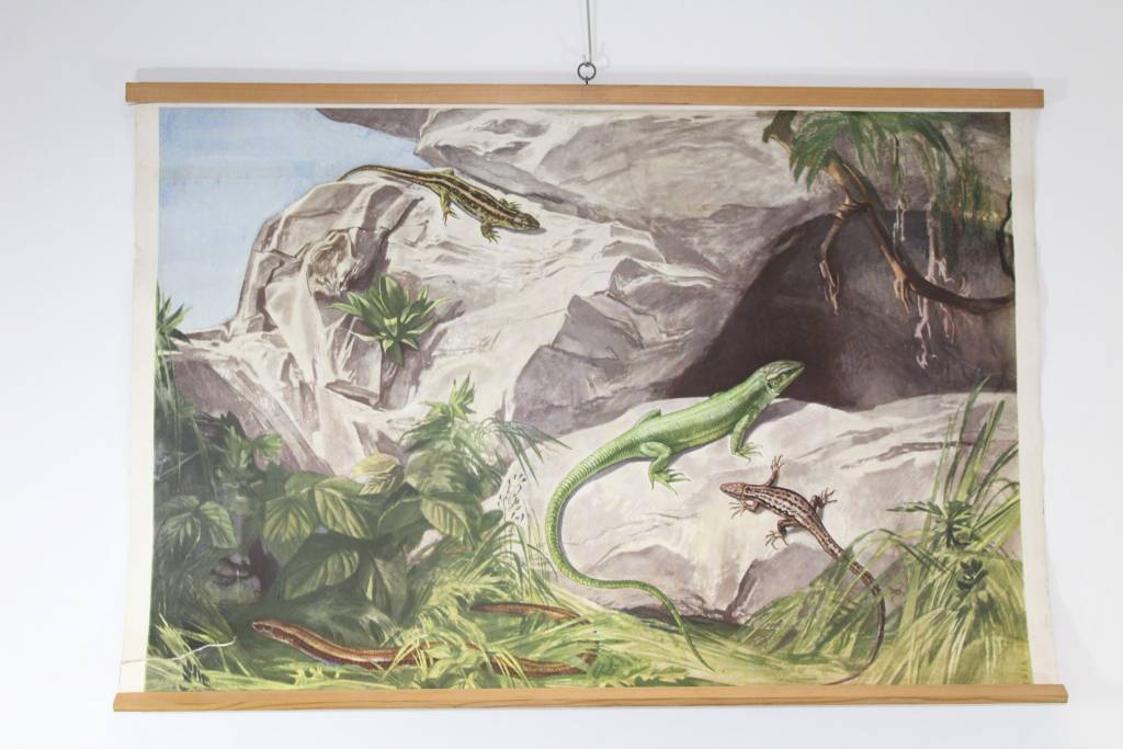 Vintage Schoolkaart van reptielen slang 68 x 99v oorkant