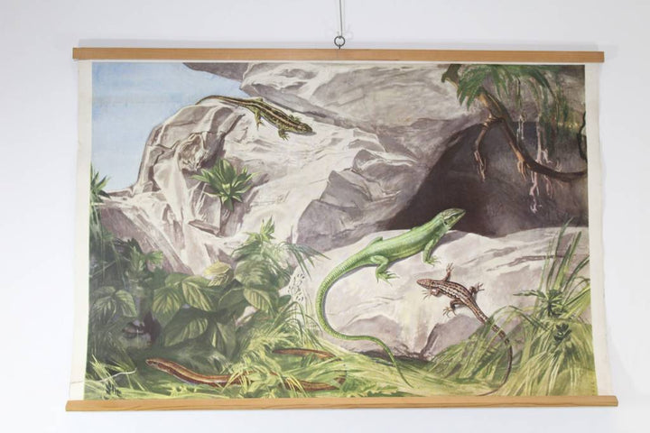 Vintage Schoolkaart van reptielen slang 68 x 99v oorkant