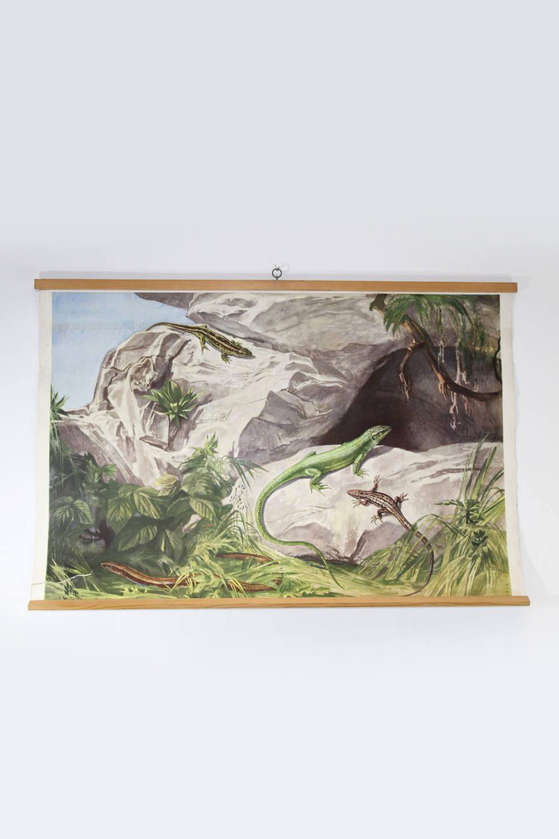 Vintage School Map of reptile snake 68 x 99