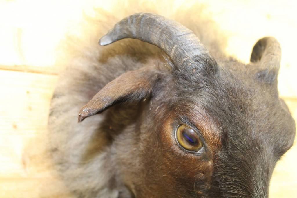 Opgezette ramskop detail zijkant