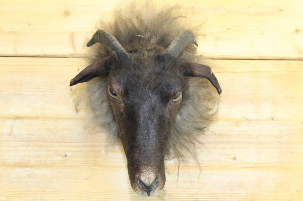 Opgezette ramskop voorkant