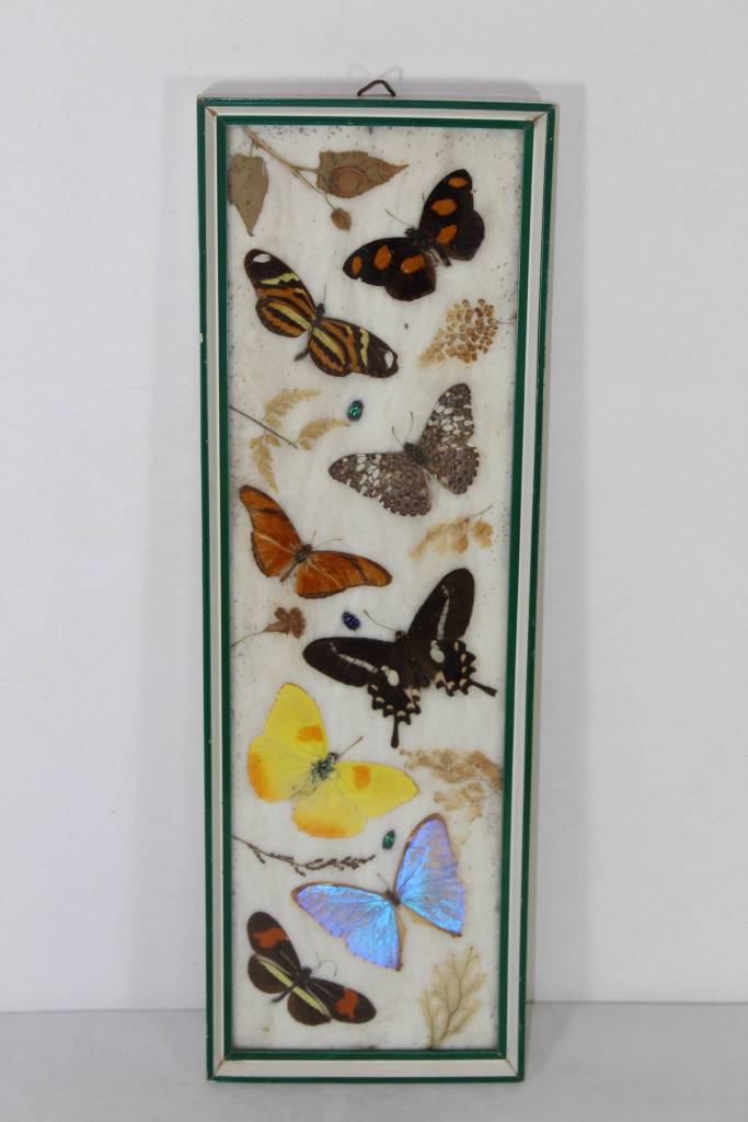 Vlinders in houten lijst Taxidermy voorkant