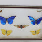 Vlinders in houten kist 39 x 26 voorkant