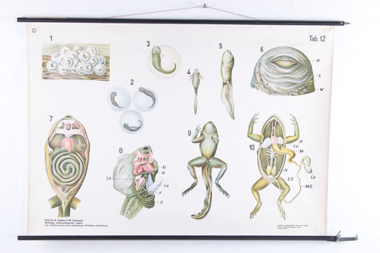 Biologische wand schoolkaart W.Gummert kikker vintage 60s voorkant