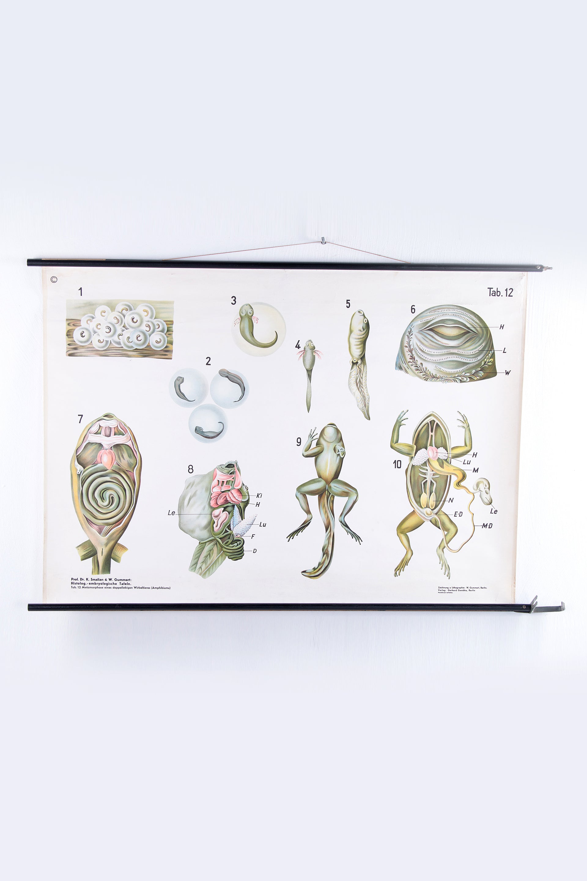 Vintage Organic wall school card W.Gummert frog 60s