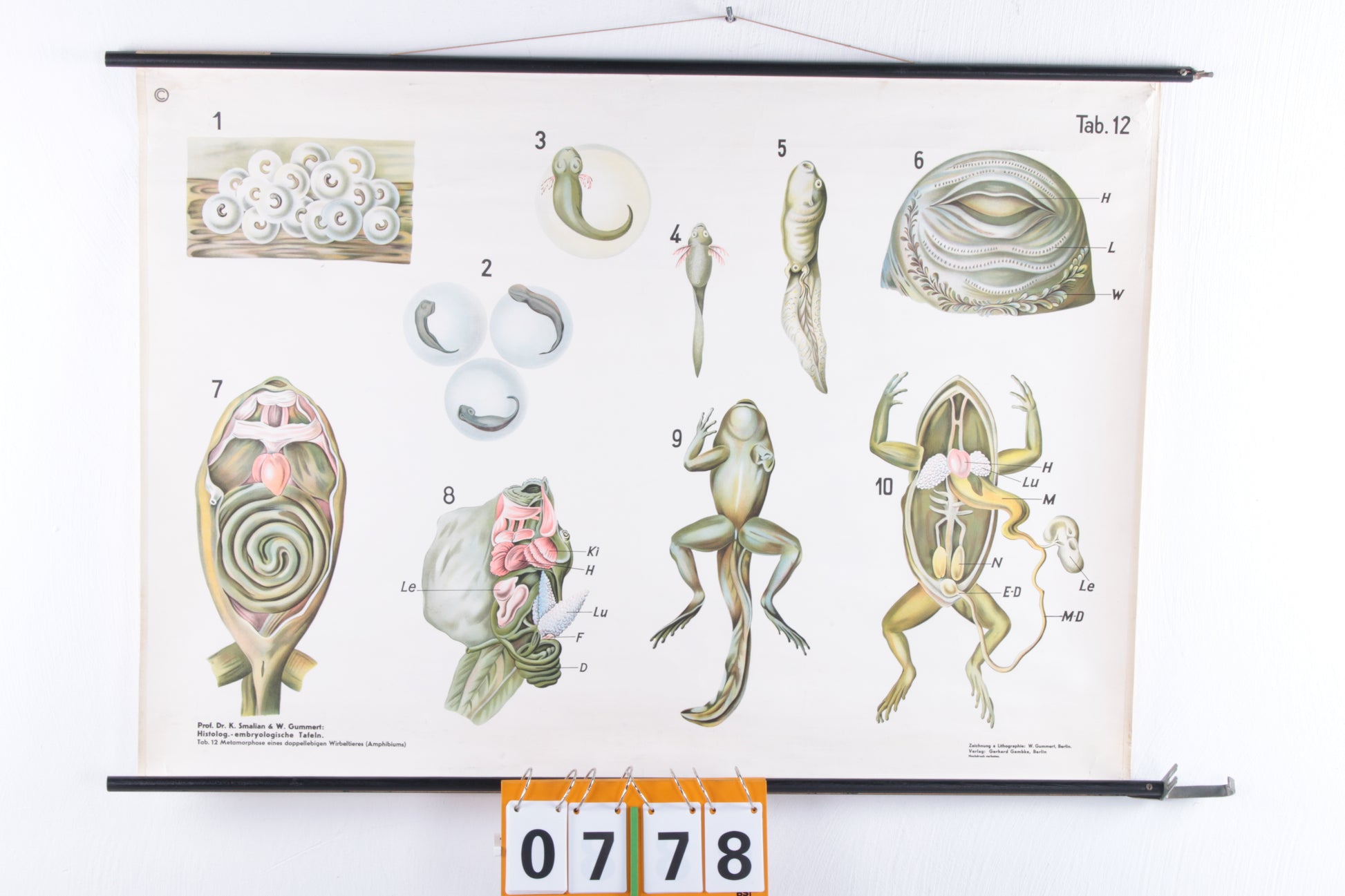 Biologische wand schoolkaart W.Gummert kikker vintage 60s voorkant