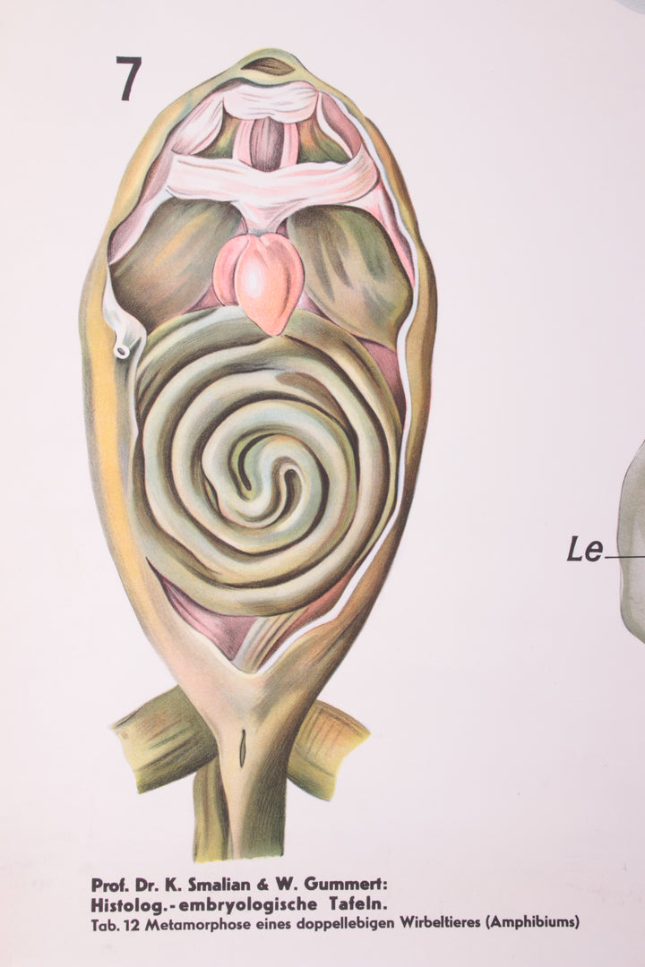 Biologische wand schoolkaart W.Gummert kikker vintage 60s detail foto