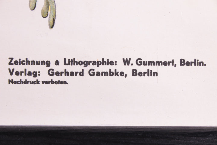 Biologische wand schoolkaart W.Gummert kikker vintage 60s detail foto tekst