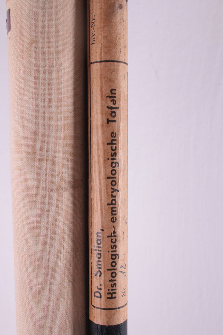 Biologische wand schoolkaart W.Gummert kikker vintage 60s detail foto tekst