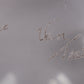 Plexiglas Vogels Hivo van Teal 20th Century detail gegraffeerde letters