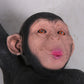Hangende aap gemaakt om ergens aan te hangen detail gezicht