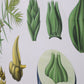 Botanische Schoolkaart op canvas jaren60