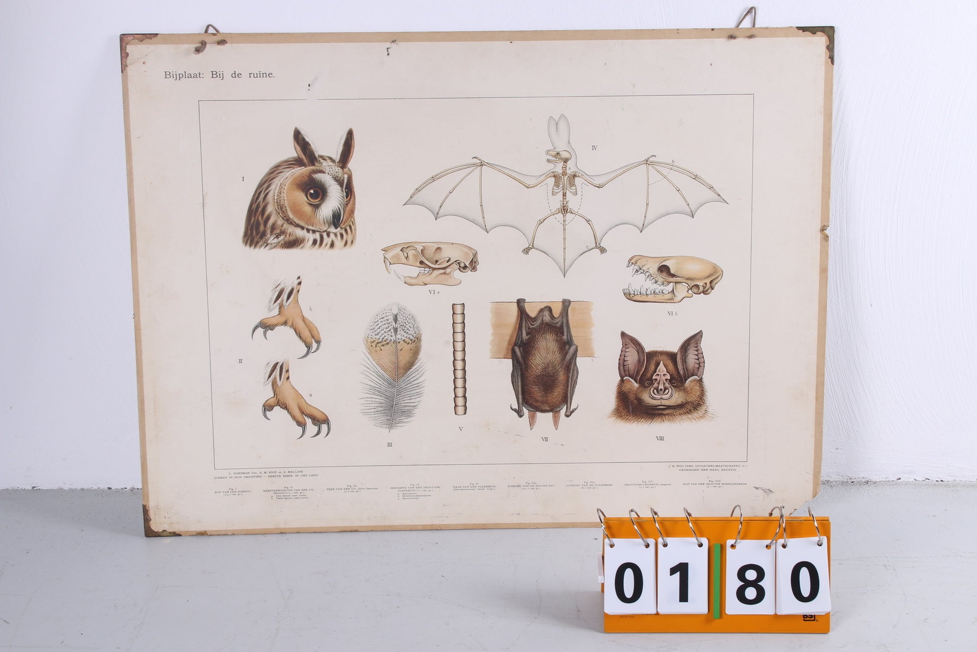 Vintage Schoolkaart Vissen en Groei van een vleermuis jaren60s voorkant vleermuiskaart