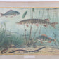 Vintage Schoolkaart Vissen en Groei van een vleermuis jaren60s voorkant vissenkaart