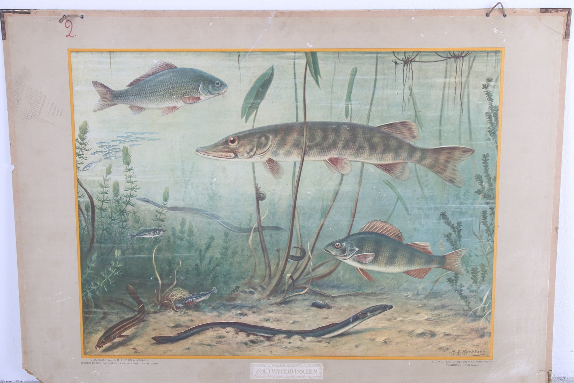 Vintage Schoolkaart Vissen en Groei van een vleermuis jaren60s voorkant vissenkaart