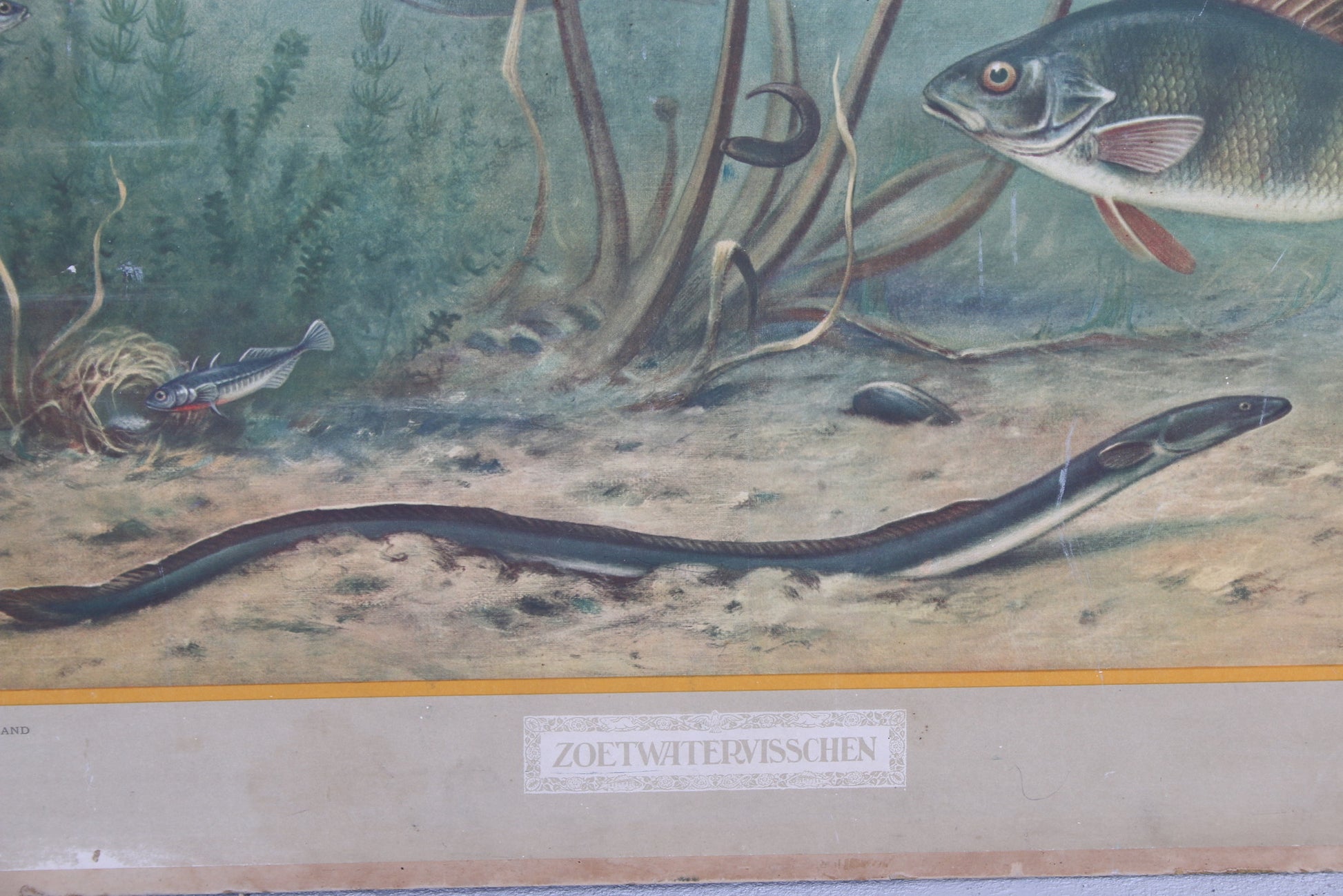 Vintage Schoolkaart Vissen en Groei van een vleermuis jaren60s detail vissenkaart