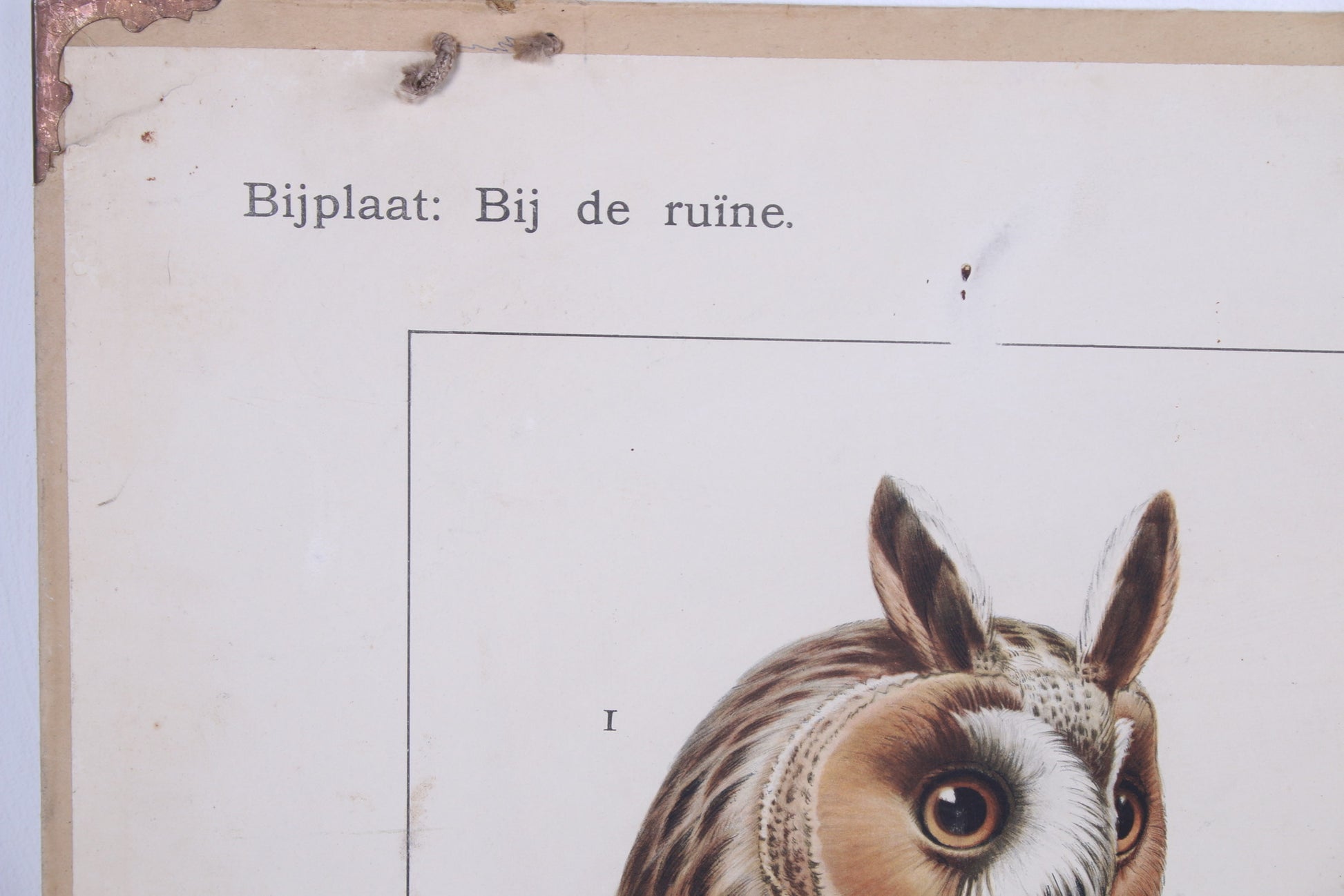 Vintage Schoolkaart Vissen en Groei van een vleermuis jaren60s detail tekst hoek vleermuiskaart