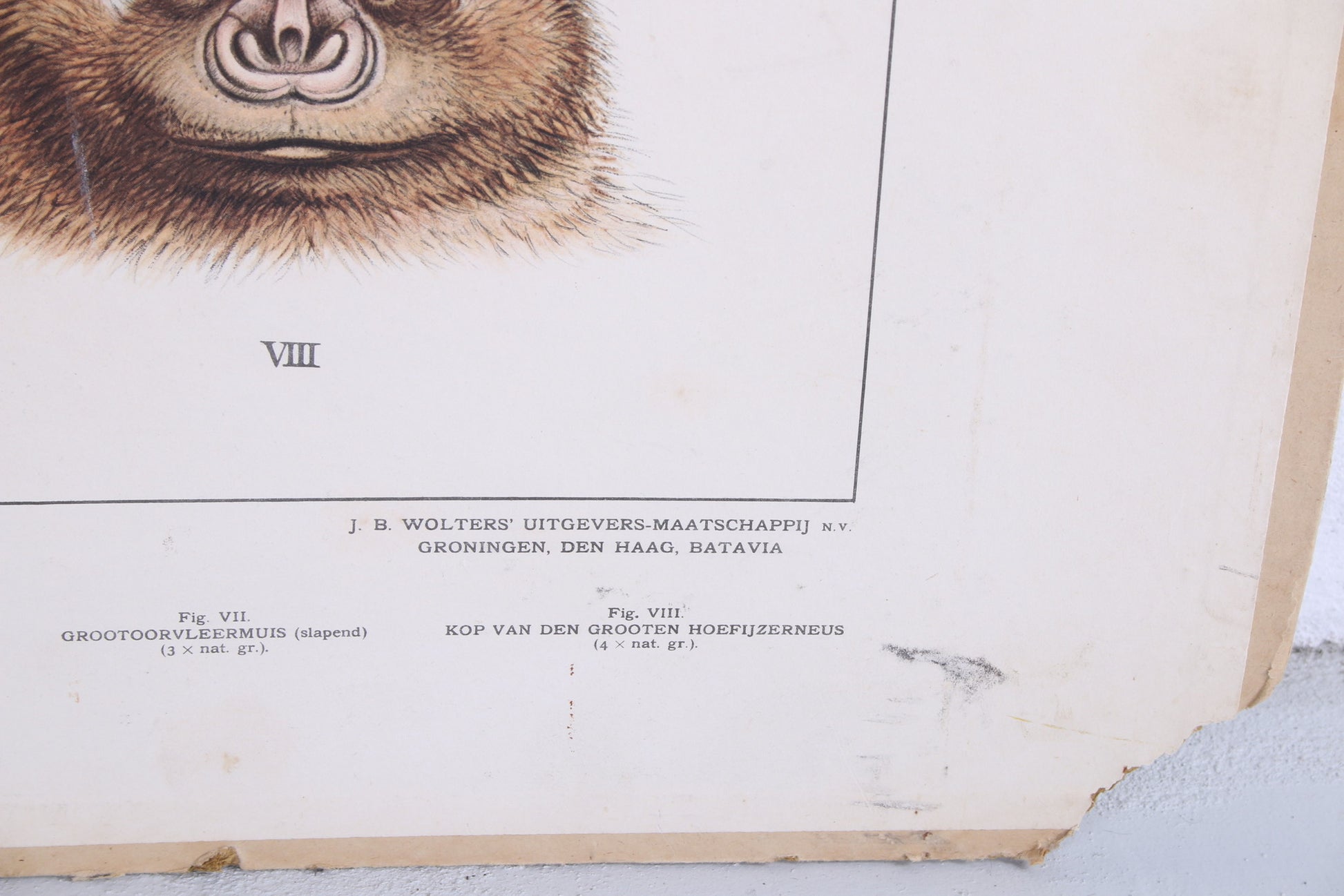 Vintage Schoolkaart Vissen en Groei van een vleermuis jaren60s detail onder vleermuiskaart